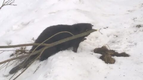 Бобры грызут видео