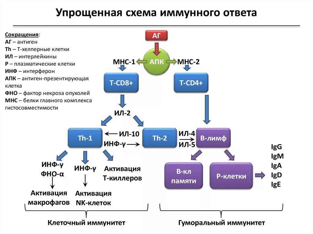 Компонент иммунного ответа. Общая схема иммунной реакции. Схема иммунного ответа организма. Схема формирования иммунного ответа. Специфический иммунный ответ схема.