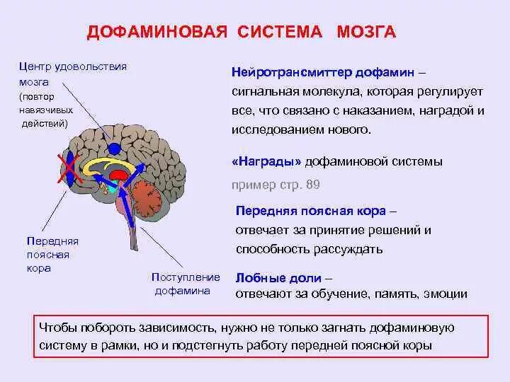 Дофаминовая зависимость. Дофаминовая система головного мозга. Дофаминовые структуры головного мозга. Центры удовольствия в мозге. Центр удовольствия в головном мозге.