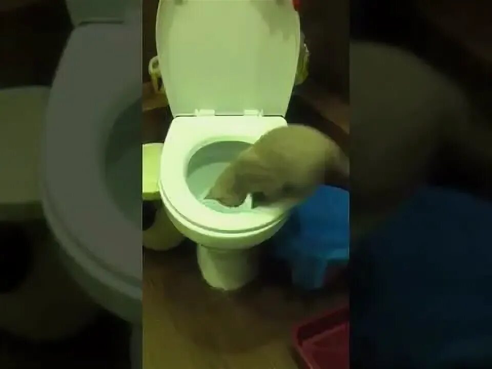 Что делать если телефон упал в унитаз. Что делать если телефон упал в унитаз