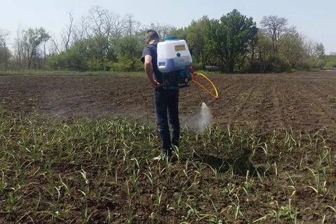 Чем опрыскать чеснок