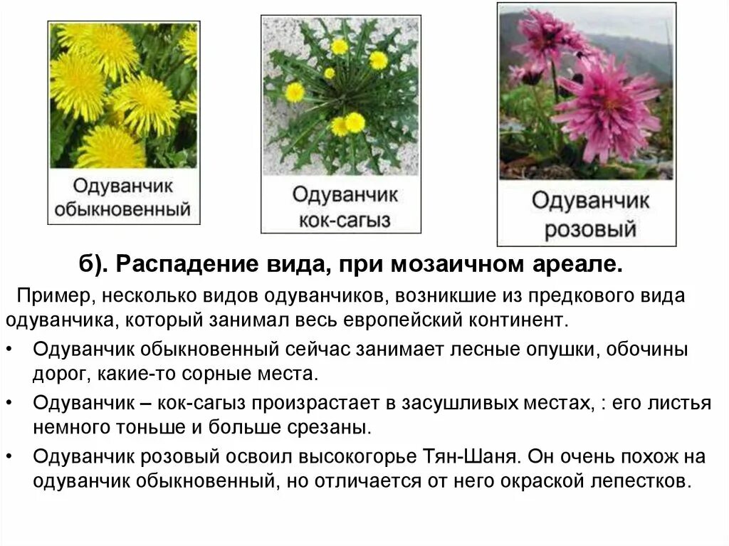 Виды одуванчиков. Видовое название одуванчика. Вид одуванчика обыкновенного. Одуванчик описание. Сколько видов одуванчиков