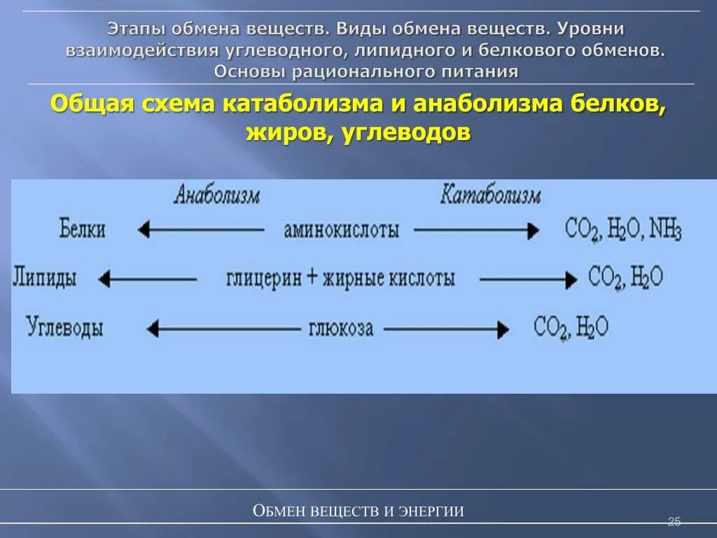 Три этапа обмена. Схема обмена белков жиров и углеводов. Этапы обмена веществ. Этапы обмена веществ схема. Реакции метаболизма.