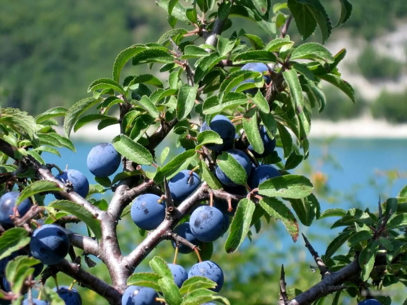 Терн латынь. Слива колючая терн. терн (prunus spinosa). слива колючая (терн) (prunus spinosa). терн, тернослива.
