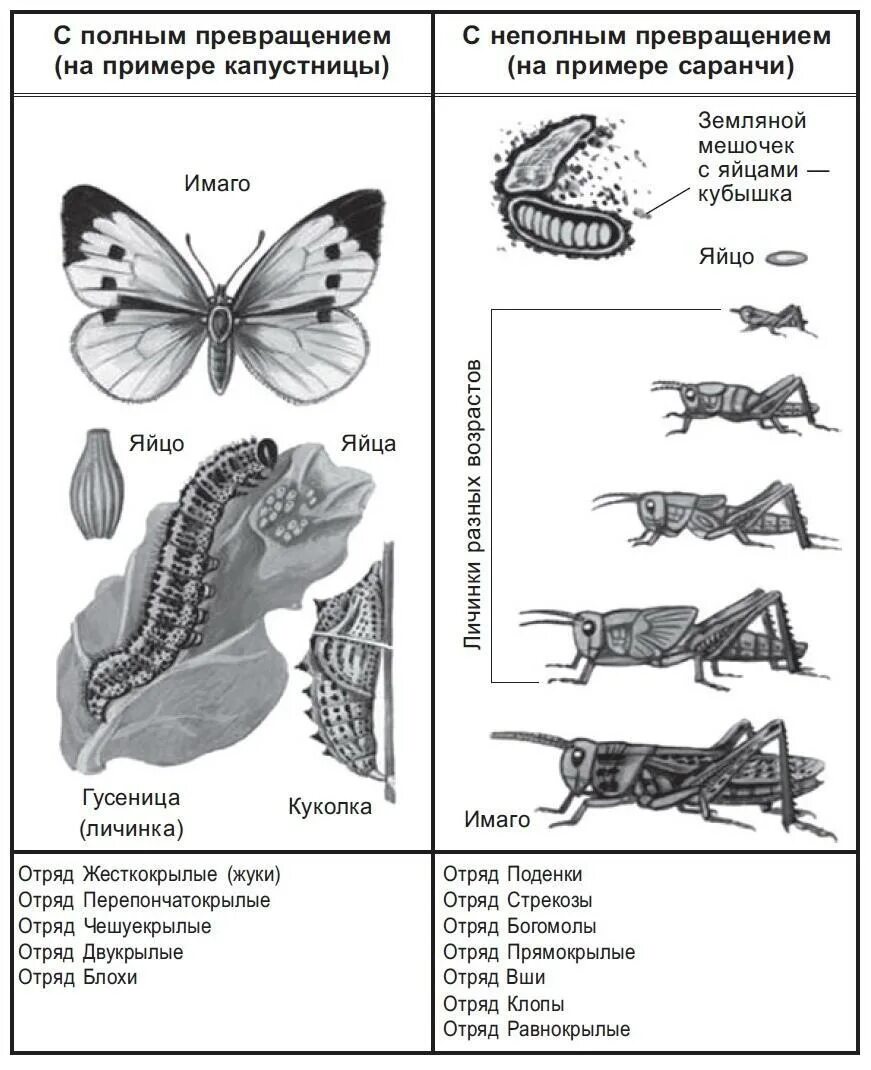 Какой тип метаморфоза характерен для. Развитие с неполным превращением у саранчи. Развитие бабочки с неполным превращением. Развитие с неполным превращением у насекомых. Полное и неполное превращение.
