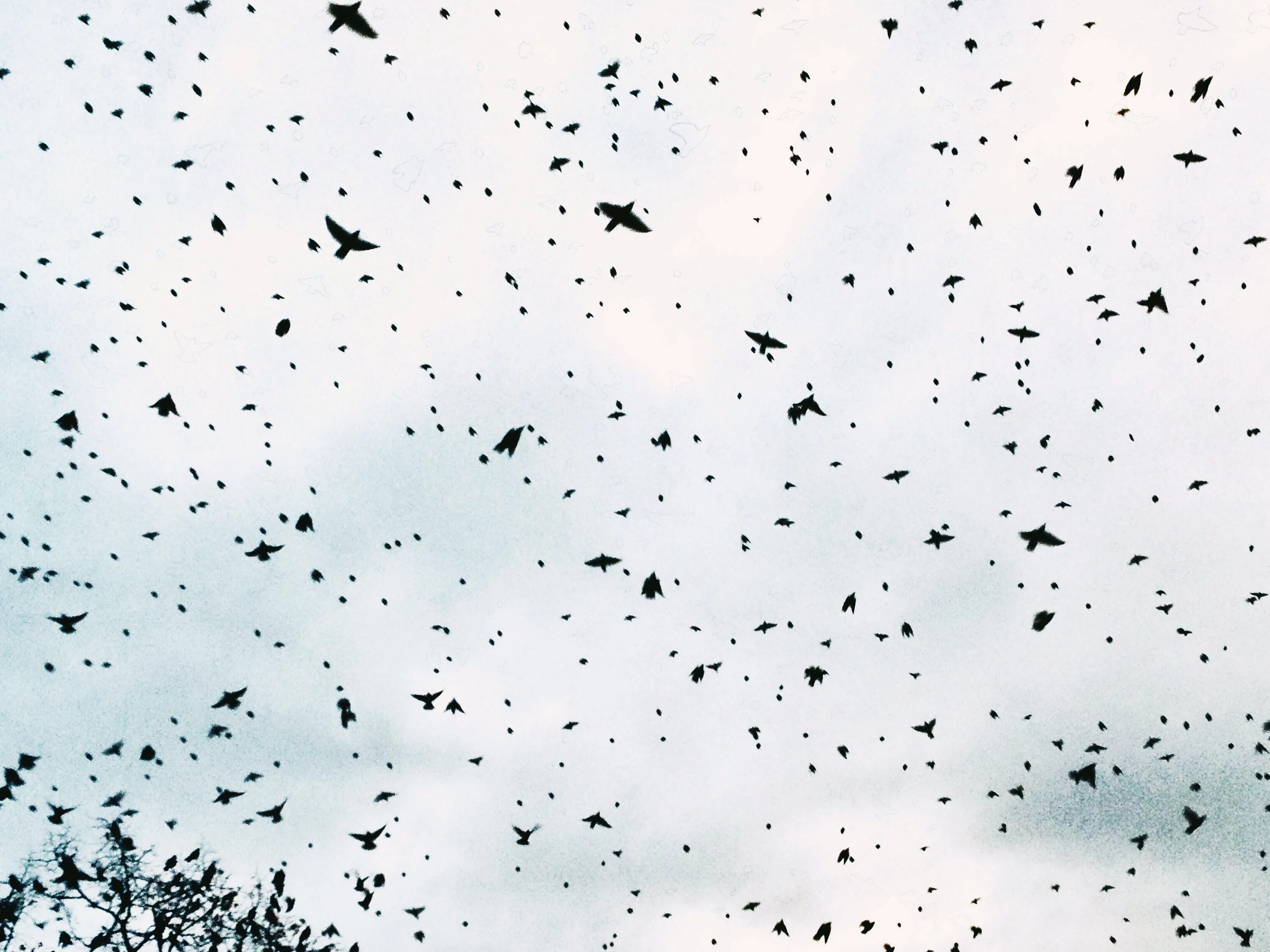 Птицы падают с деревьев. Падающая птица. Птицы падают с неба. Падение птиц с неба.