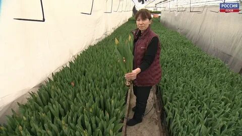 В этом году вырастили 9500 роз