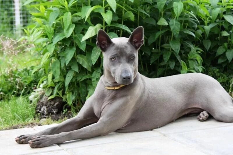 тайский риджбек ридж. тайская собака. тайский риджбек изабелловый окрас. тайский рич бэк. риджбек тайский риджбек.