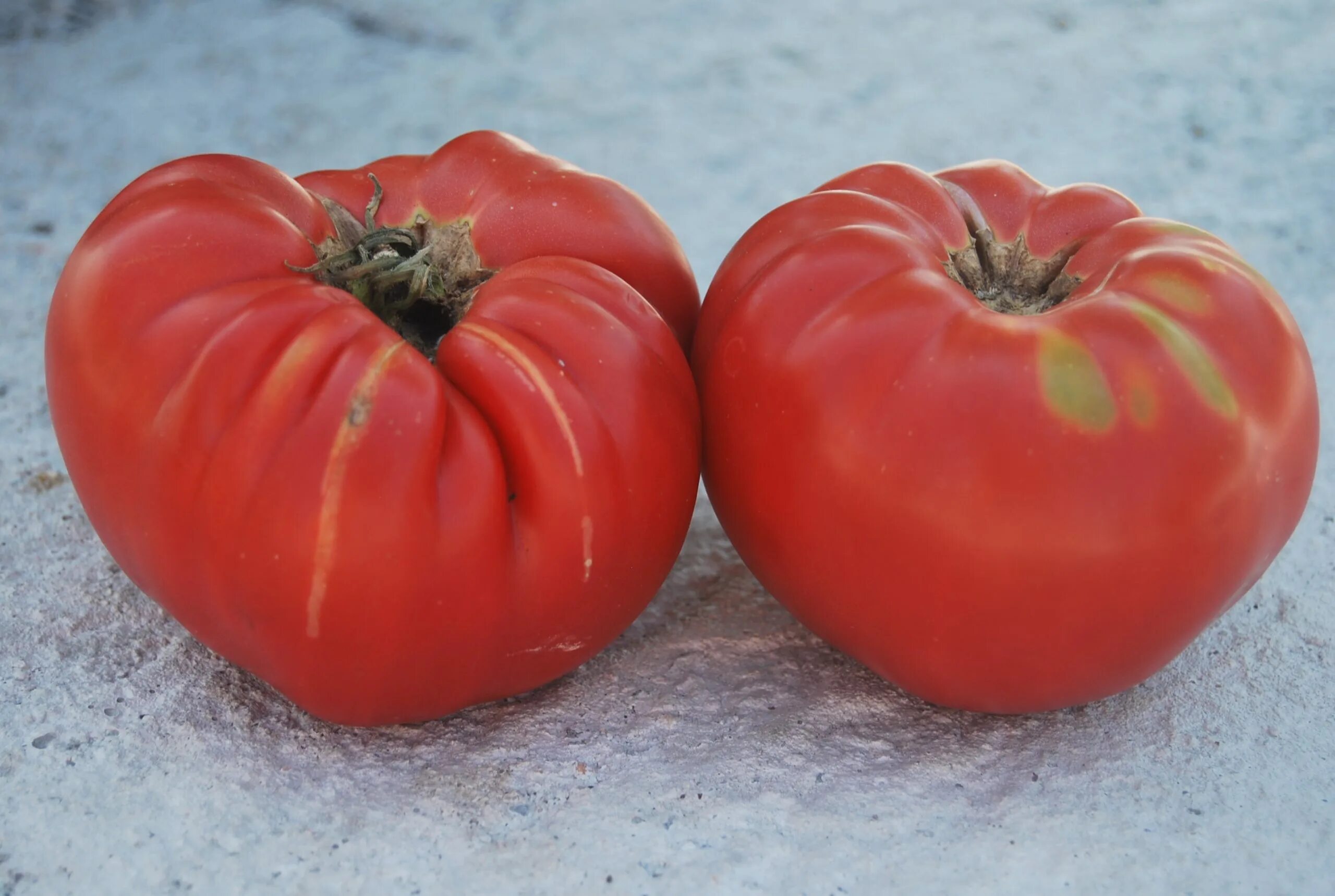 томат f1 розовый гигант. томат новикова. томат гигант новикова. томат сорт лимонный гигант. томат розовый гигант описание сорта.