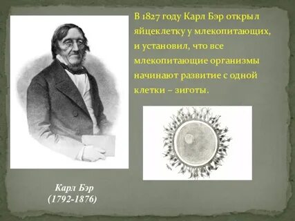 Бэр яйцеклетка