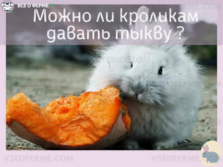 Кроликам давать тыкву. Тыкву едят кролики. тыква кроликам можно давать.