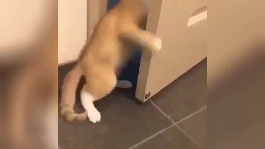 Закрыть кота
