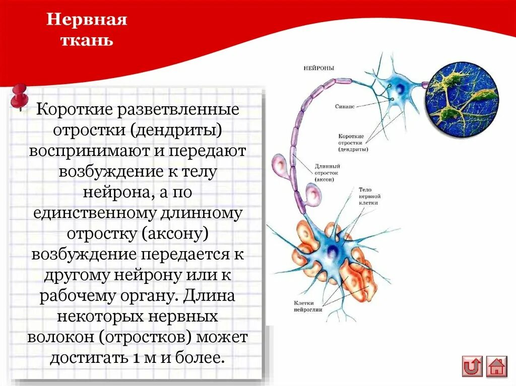 Короткие ветвящиеся отростки нервных клеток. Нервная ткань отростки- дендриты. Отростки по которым возбуждение передается к телу нейрона называется. Нейрон тело и отростки. Передает возбуждение к телу нейрона.