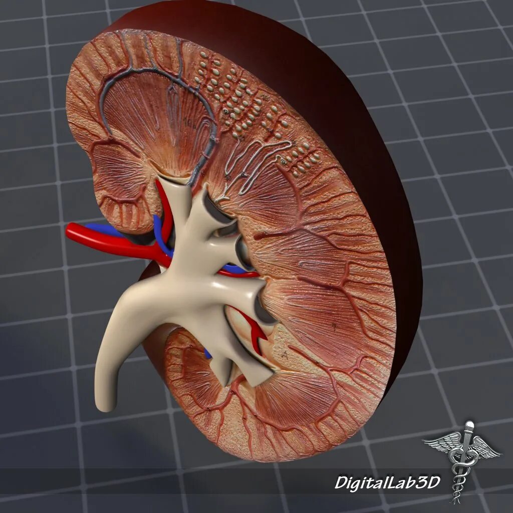 Почки 3д. Члс анатомия члс почки. Почки 3д. Почки иллюстрация. 3д модель почки.
