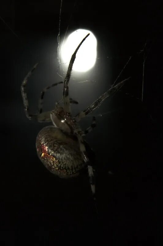 Пауки ночные животные. Ночные пауки. Паук в темноте. Паук ночью. Лунный паук.