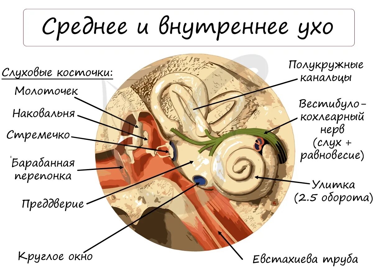 Улитка выполняет функцию. Внутреннее ухо строение и функции анатомия. Преддверие внутреннего уха строение функции. Строение структур внутреннего уха. Строение среднего уха овальное окно.