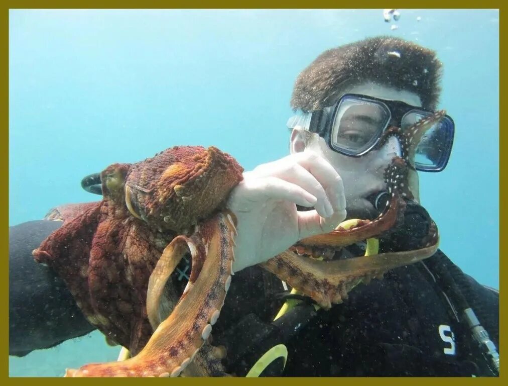 Морской нападение. Осьминог Дофлейна. Гигантский Тихоокеанский осьминог. Самый большой осьминог в мире. Самый большой осминго в мире.