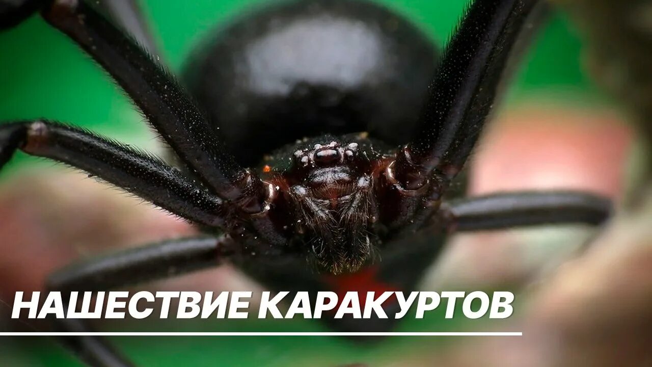 Pin on Пауки Spider, Animals, Insects