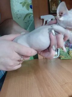 Живот котенка 1 месяц