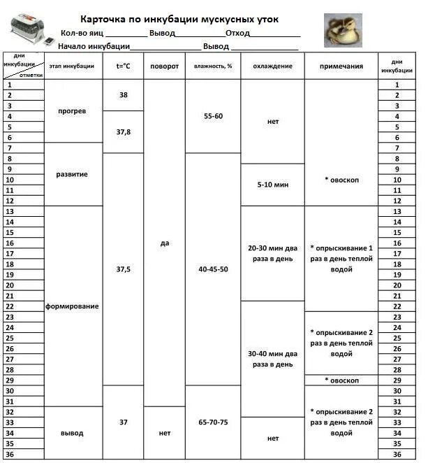 Таблица инкубации яиц индоуток. Таблица инкубации мускусных утиных яиц в инкубаторе. Таблица инкубации мускусной утки. Таблица инкубации утиных яиц в инкубаторе Несушка. Влажность в инкубаторе блиц