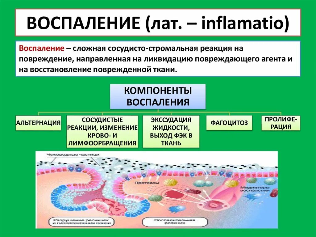 Элемент воспаления. Сосудистый компонент воспалительной реакции. патофизиология воспаления сосудистые реакции. стадии сосудистой реакции воспаления. стадии сосудистой реакции при воспалении.