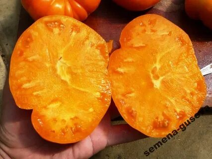 Томаты оранж описание сорта фото отзывы