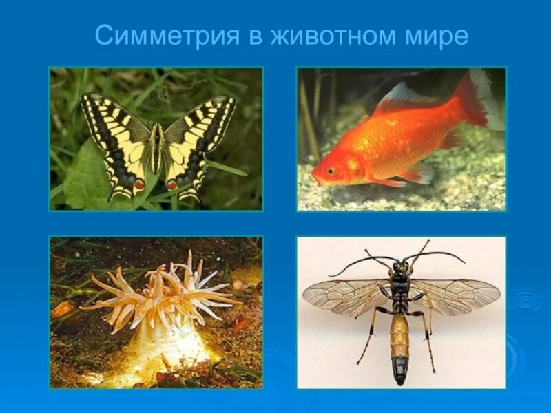 Укажите тип симметрии животного бабочка изображенного