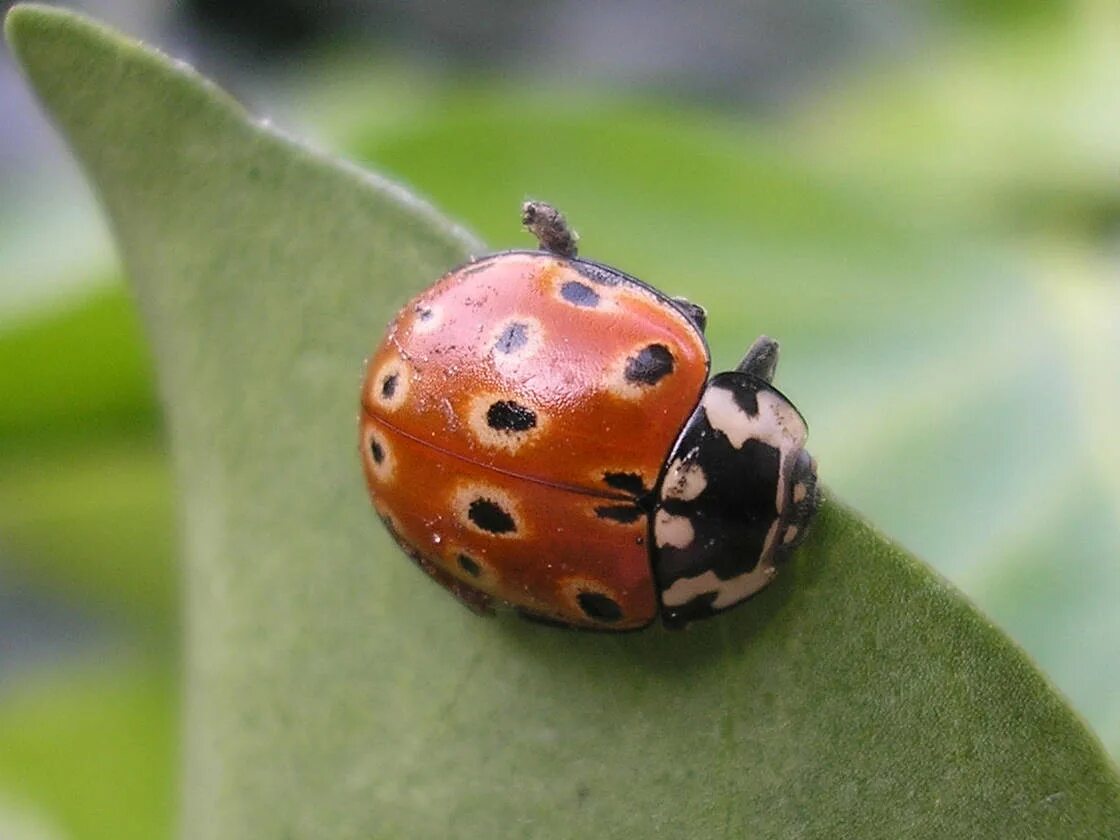 Коровка википедия. Глазчатая Божья коровка. Коровка глазчатая anatis ocellata. Пятнистая Божья коровка. Божья коровка глазчатая фото.