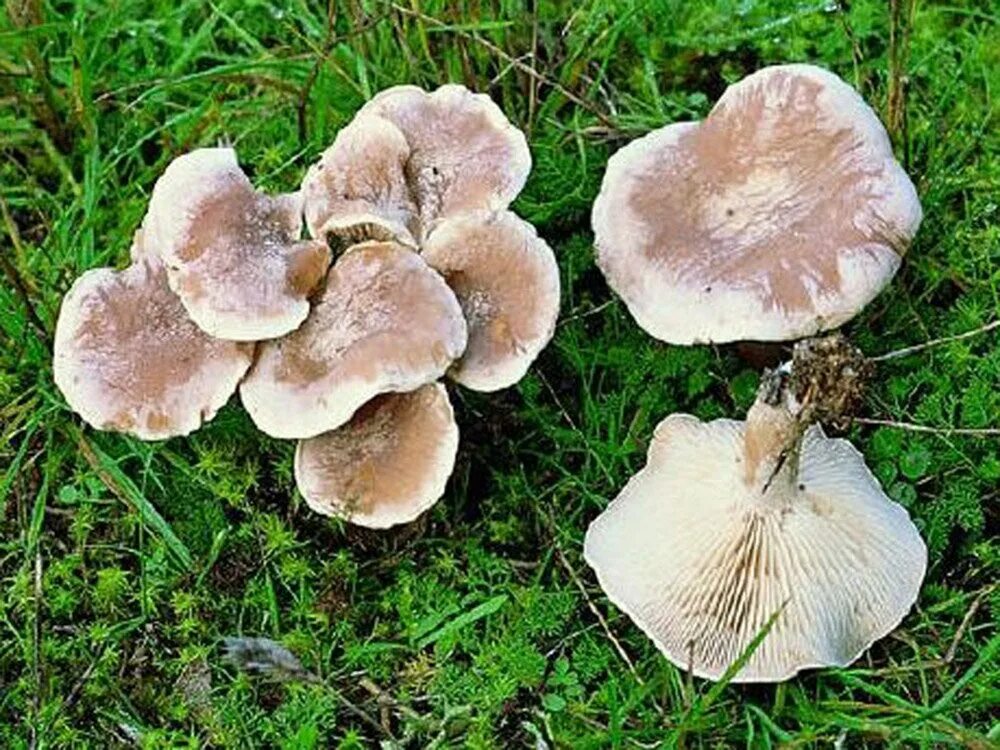 Говорушка беловатая (Clitocybe dealbata). Говорушка беловатая (Clitocybe rivulosa)съедобная???. Рядовка Чешуйчатая съедобная. Говорушка красноватая.