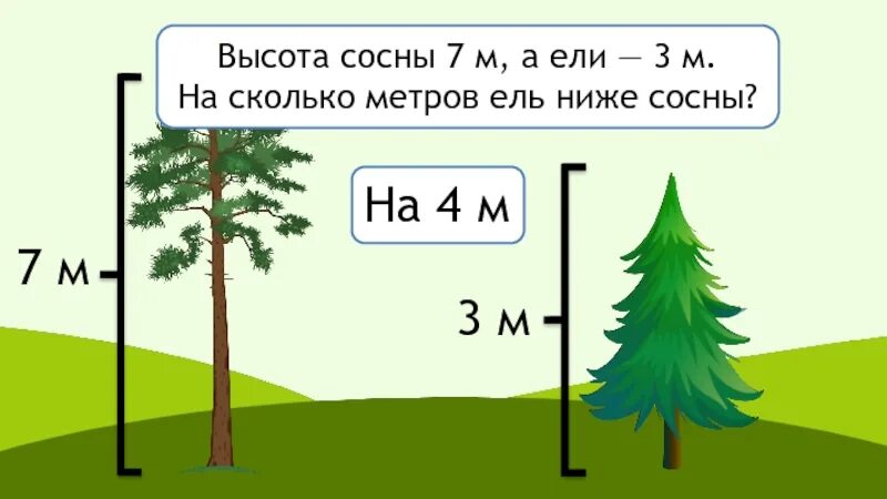 Примерная высота сосны. Высота ели. Высота сосны. Сколько метров сосна. Сосна высота дерева.