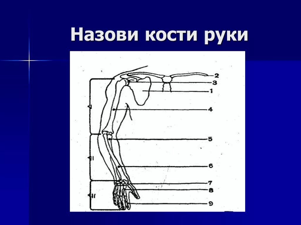 Как называются кости на руке. Как называются кости на ладони. Кости руки для презентации. Как называются кости под ладонью. Операции руками как называются