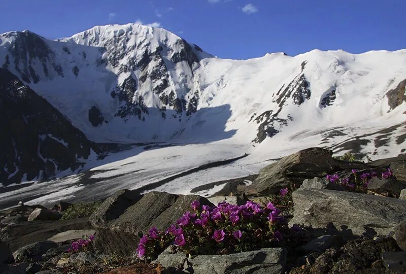 Погода горный солнечный. Белуха Маашей Баши. Камнеломка Алтай. Высокогорье.