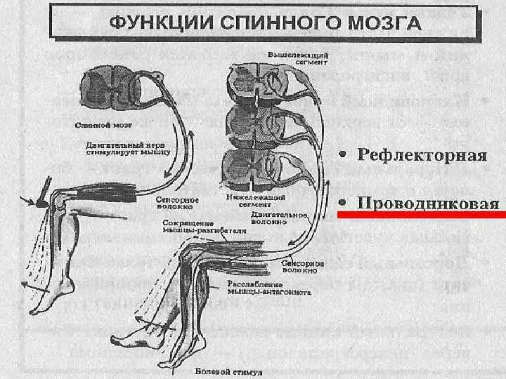 Основные функции физиологии. Проводниковая функция спинного мозга осуществляется. функции спинного мозга физиология. частная физиология цнс спинной мозг. проводниковая функция спинного мозга осуществляется с помощью.