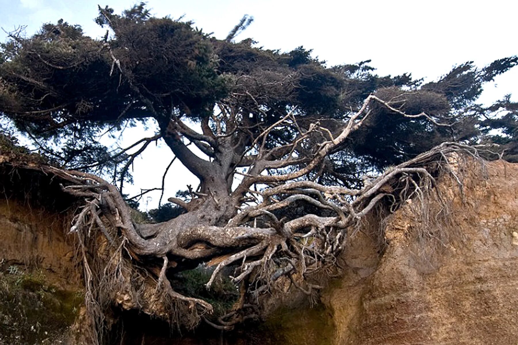 медвежий овраг тоцкий район. корни дерева. дерево с торчащими корнями. поваленное дерево. сосна на обрыве.