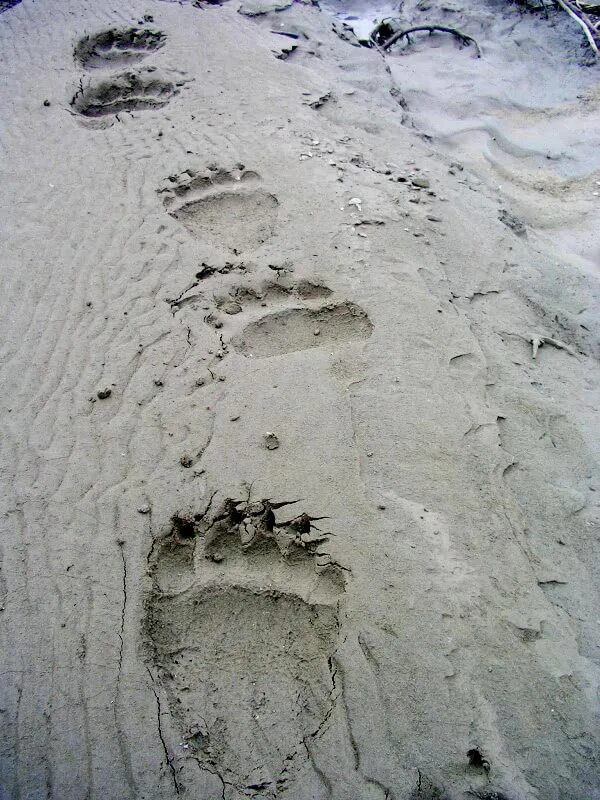 Bear track. Следы гризли. bear tracks. tracks of a bear footprints.
