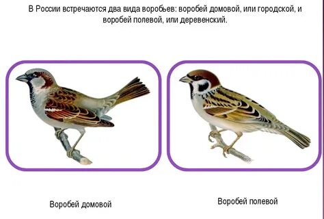 Воробей домовый и полевой