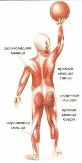 Тонические мышцы