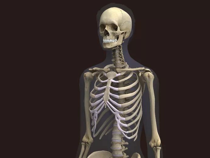 Скелет человека. Женский скелет. Скелет человека женщины.