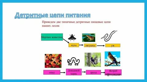 1 пищевые связи