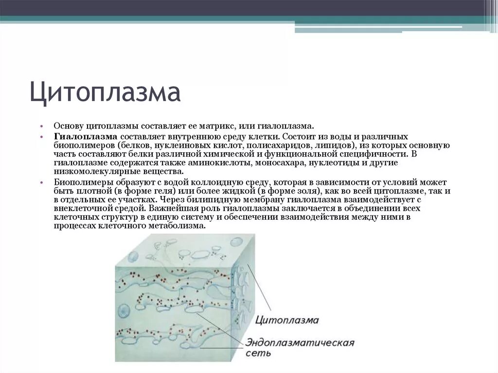 Какой основной компонент содержится в цитоплазме. Строение и состав цитоплазмы. Строение цитоплазмы гиалоплазма. Составляющие цитоплазмы гиалоплазма. Строение цитоплазмы гиалоплазма и цитоскелет.