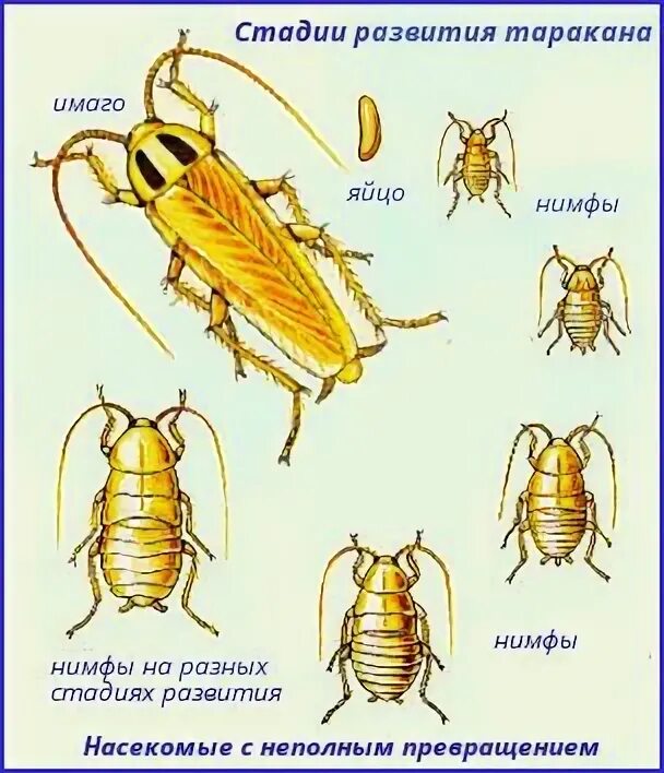 Стадии развития осы схема