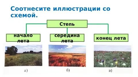 Зона степей схема