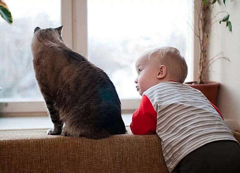 Малыш и его коты. Дети и коты. кот для детей. кот малыш. кошка для малышей.