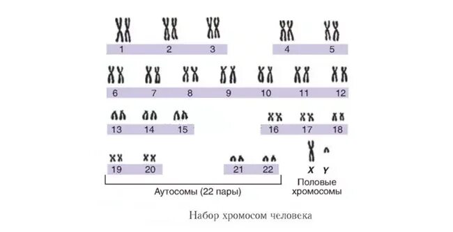 Сколько аутосом содержится у человека. Аутосомы и половые хромосомы. Определите пол по набору хромосом. Типы хромосом аутосомы. Генетика пола, половые хромосомы.