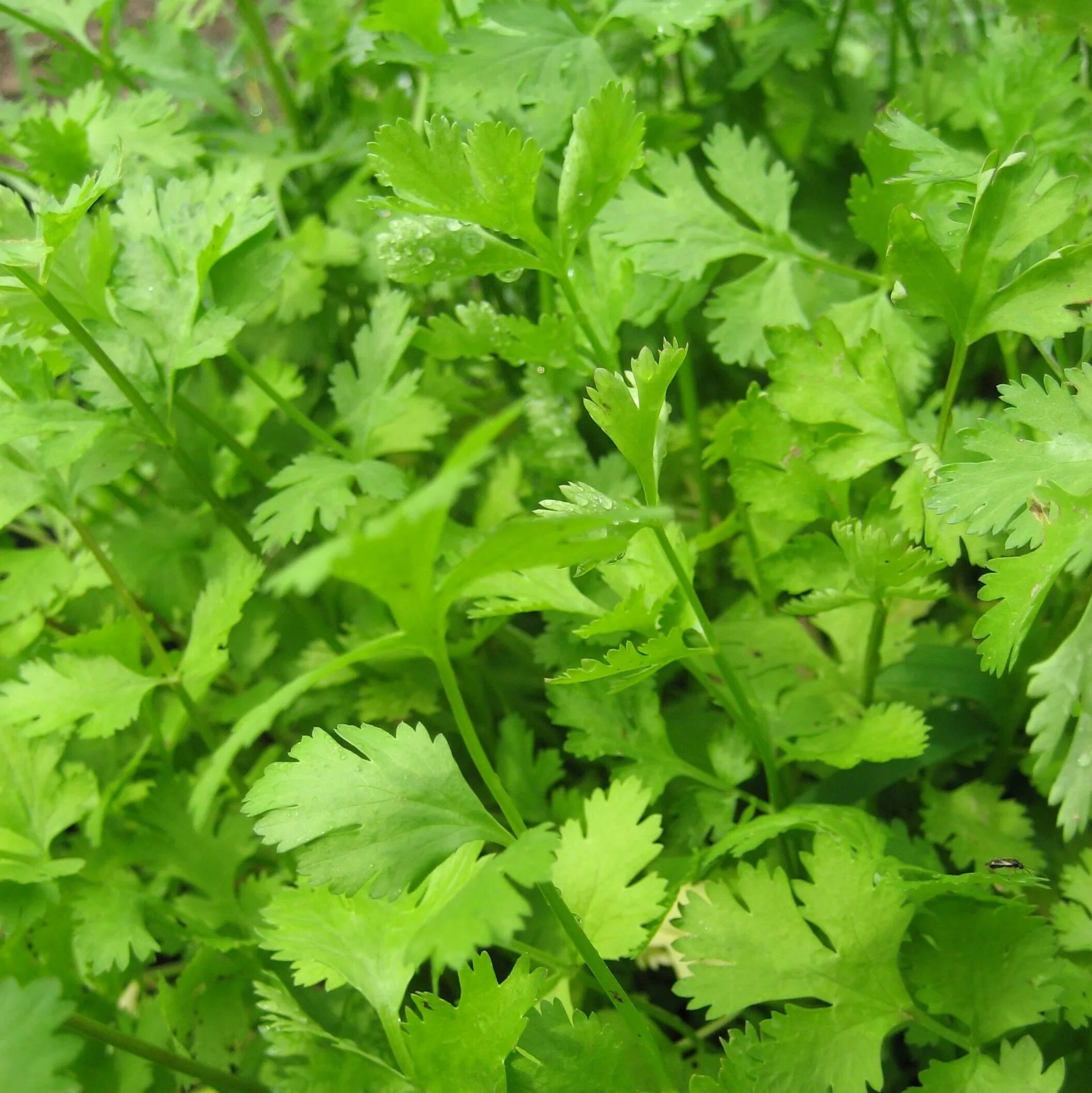 Coriandrum sativum. Кориандр Амелиор. Кинза куст. Кориандр полевой.