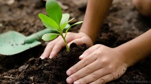 Planting eyes
