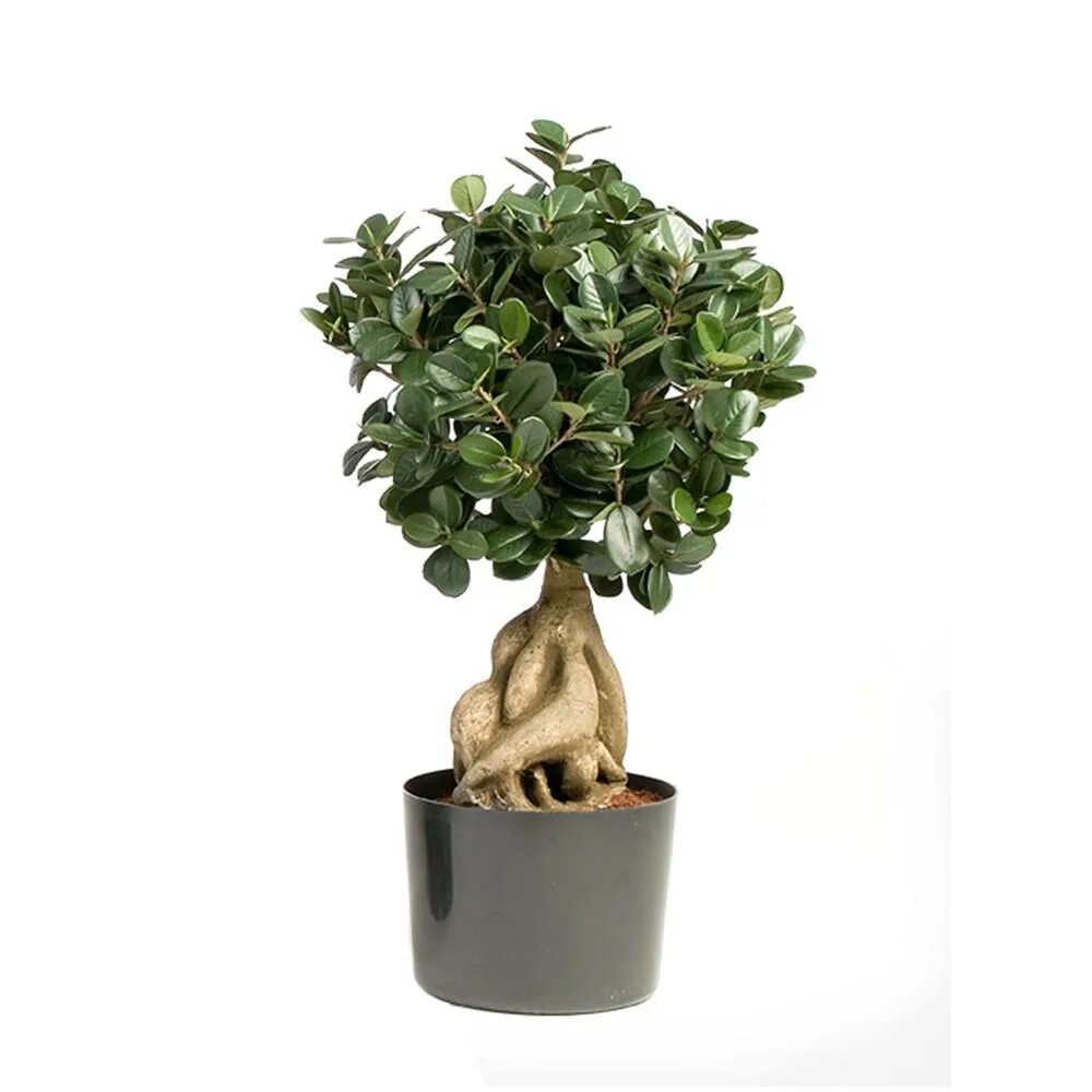 Фикус ретуза сорт «панда. Фикус ретуза грин айленд. Фикус микрокарпа панда. Фикус панда бонсай. Фикус ретуза сорт «панда.