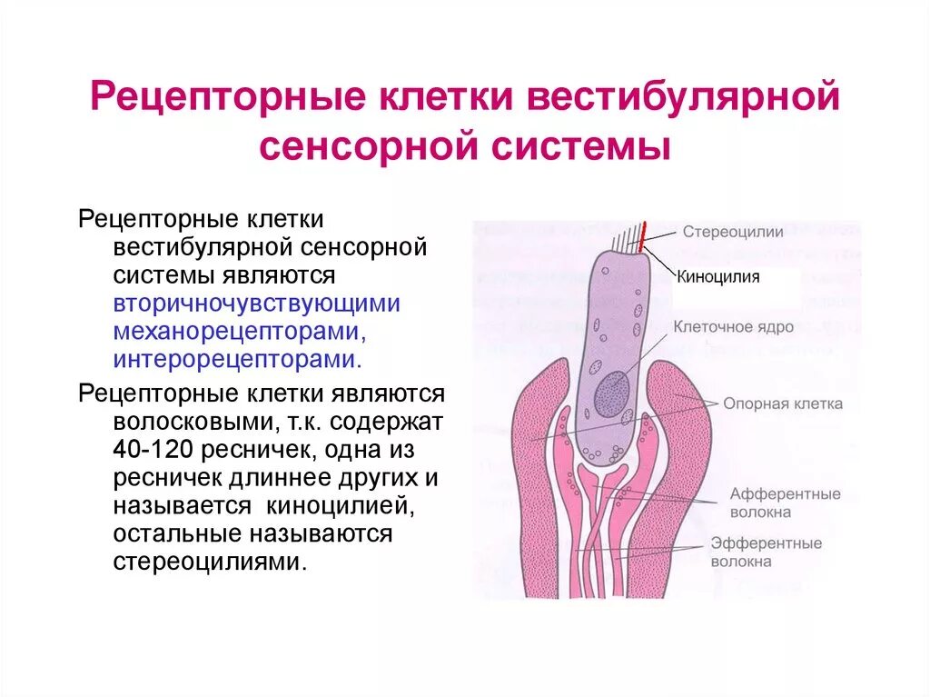 Рецепторы слуховой сенсорной системы являются. Механизм рецепции слухового анализатора. Рецепторные клетки органа слуха. Изменение заряда мембраны слухового рецептора. Слуховой анализатор волосковые клетки кортиев орган.