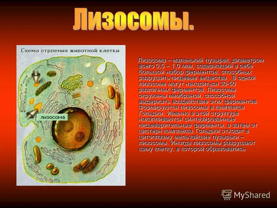 клеточный уровень. клетка живая система. клетка единица живого. эпс в животной клетке. проект клетка элементарная единица жизни на земле.