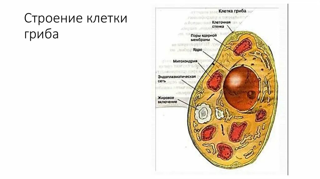 Cells: The Building Blocks of Life Animal cell, Animal cells model, Cell model